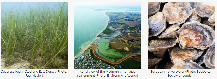 ProjectRaNTrans's tweet photo. 🗣️Here is your update!
#EnvironmentAgency #NaturalEngland partnering to produce-  Restoring Meadows, Marsh and Reef Initiative #ReMeMaRe
▶️ https://t.co/MF0m7owF9F
#nbs
👍10 key principles
#habitatenhancement / creation in estuarine, coastal, marine environments. https://t.co/B5jef066Fw