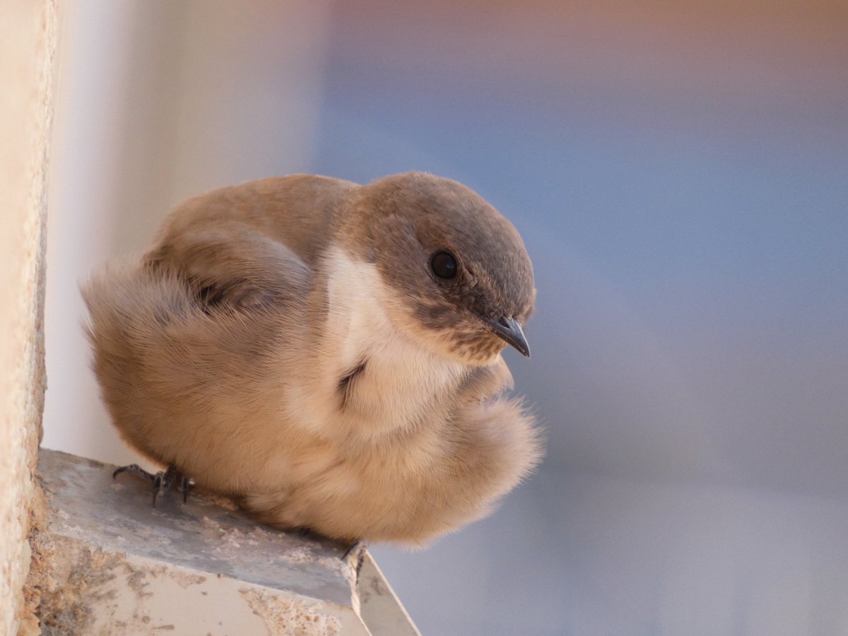 📸: Avión roquero (Ptyonoprogne rupestris).
Es la primera vez que los fotografío y creo que ya me he enamorado de este animalito. 
Tengo la suerte de que, actualmente, vive en mi urbanización una colonias de estas pequeñas aves, así que podré disfrutar un poco más de ellos.