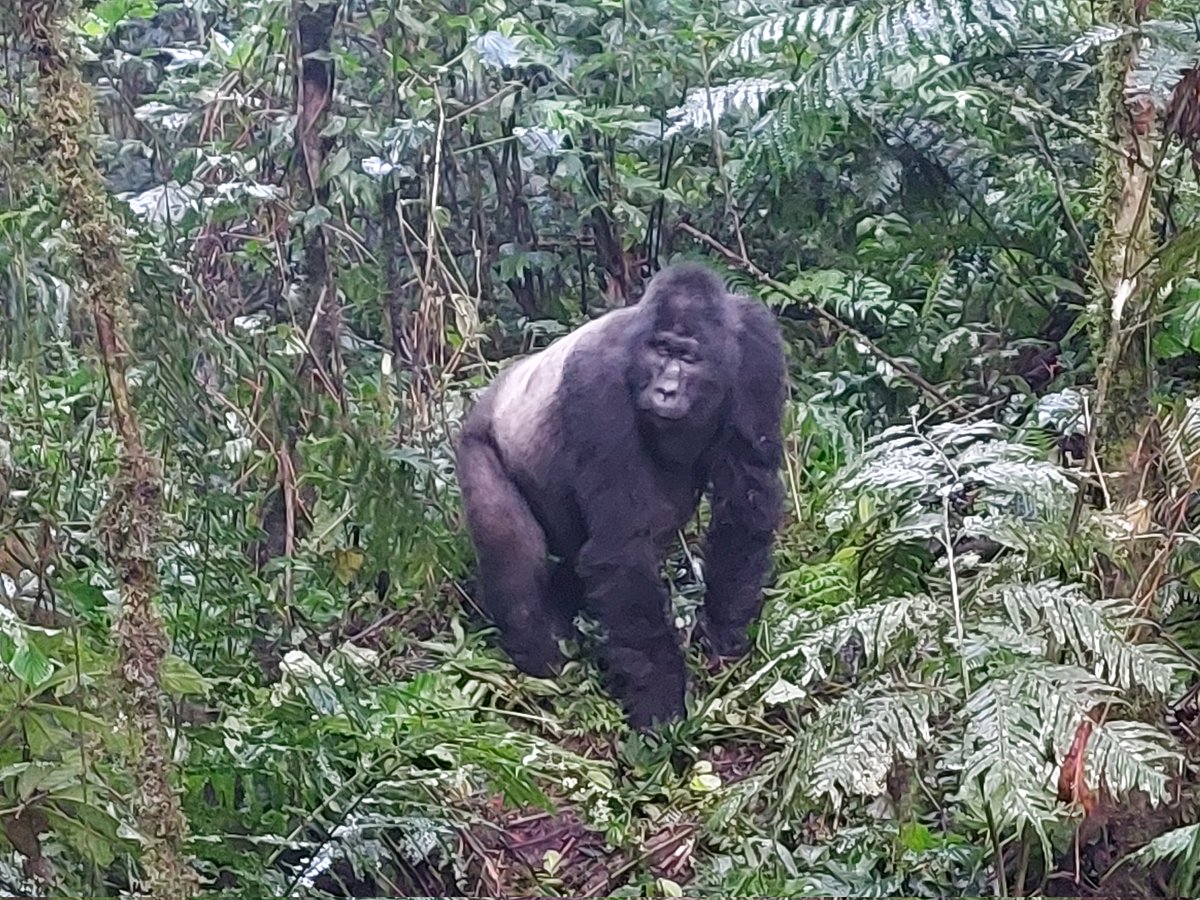 I went to Uganda and hung out with some mountain gorillas