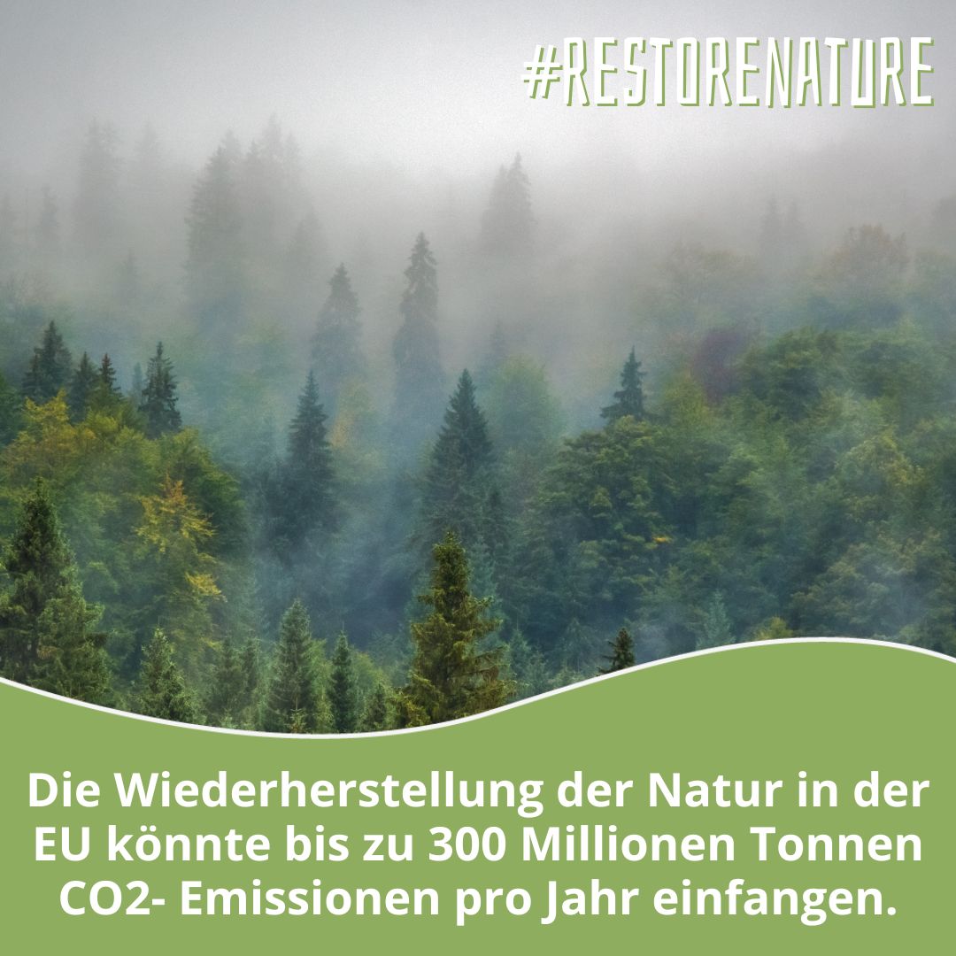 ClientEarthDe's tweet photo. Das Gesetz ist zum Greifen nah - es geht diese Woche in die Trilog-Verhandlungen des EU-Parlaments. Erinnern wir jetzt gemeinsam unsere Politiker*innen daran, dass wir #RestoreNature & effektiven Schutz vor zukünftigen Klimakatastrophen brauchen! #BringNatureBack 4/4 https://t.co/dATVOeq0GO