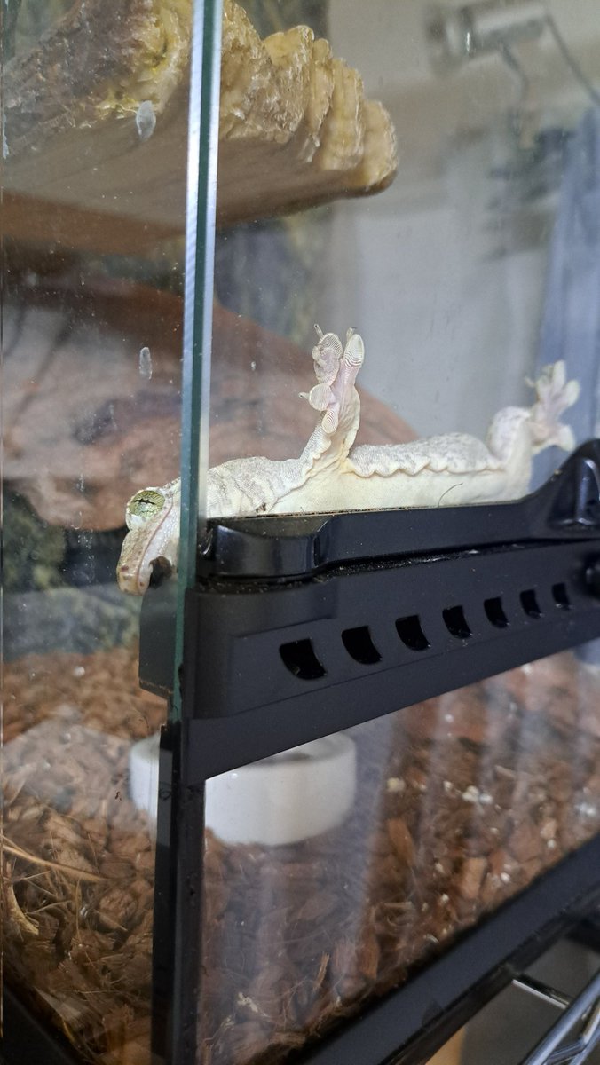 似たようなポーズしてる