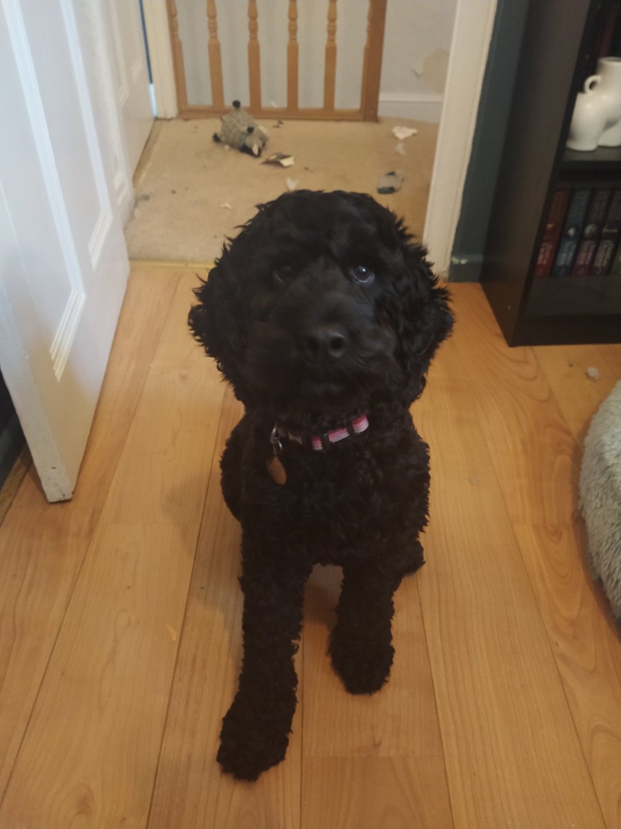 chizchazz's tweet photo. @AgentMaayan Tess loves you enough to (mostly) sit still ❤️🐾 https://t.co/5PIzw8Lmv8