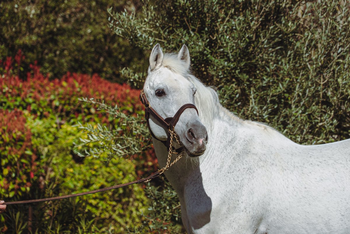 AlShaqabRacing's tweet photo. ๐ฅ More success for our Haras de Thouars-based stellar sire #Dahess courtesy of FERTILE DU CROATE who defeated his 19 rivals on November, 3 at Al Janadriah ๐ธ๐ฆ for breeders R. Van Aertselaer and Mrs D. Brihat. Congrats to all his winning connections! https://t.co/41qesPv87l