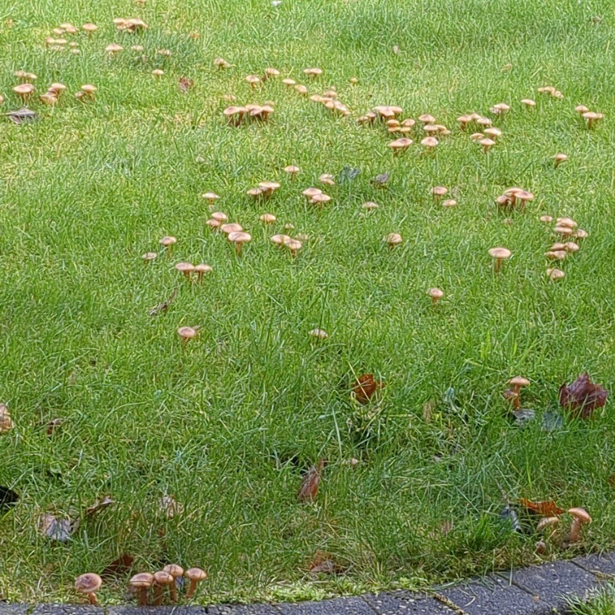Rcookblabla's tweet photo. We having fucking mushrooms omg https://t.co/o4Giqa7woW