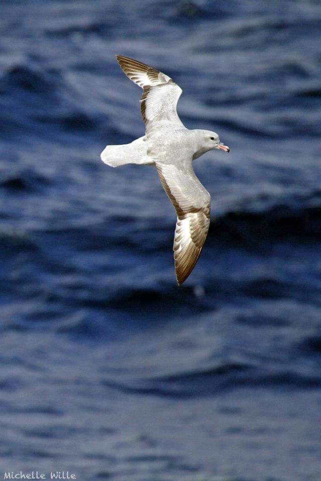 First detection of HPAI on the Falklands Islands, in a southern fulmar. For more information: falklands.gov.fk/agriculture/av…