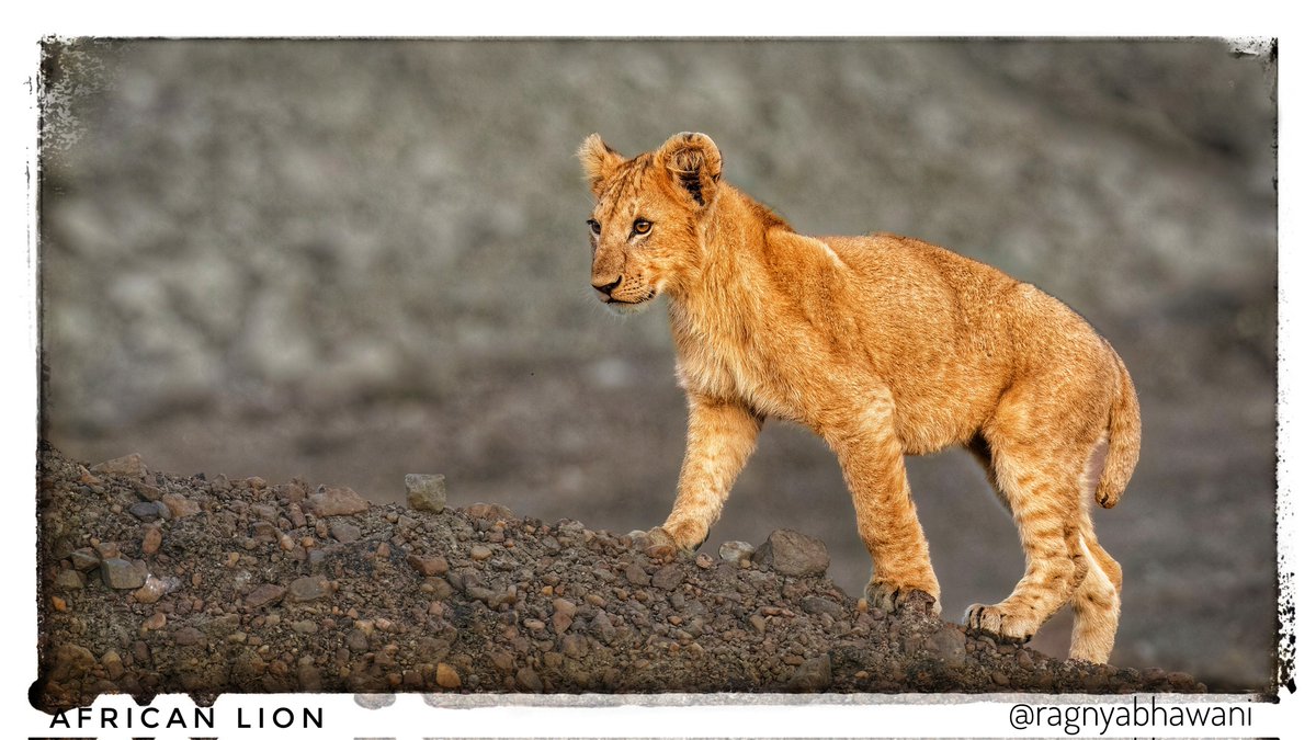 Here's a curious and upwardly mobile Lion cub from #MasaiMara
#MammalWatching #WildlifeConservation #wildlifephotography #naturephotography #TwitterNatureCommunity #TwitterNaturePhotography #BBCWildlifePOTD #ThePhotoHour