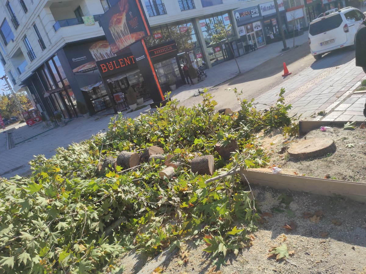 VanRay65's tweet photo. Nasıl iğrenç bir hal aldı memleket. Yıllanmış bir ağacı nasıl kesersiniz. https://t.co/72uOVfMh83