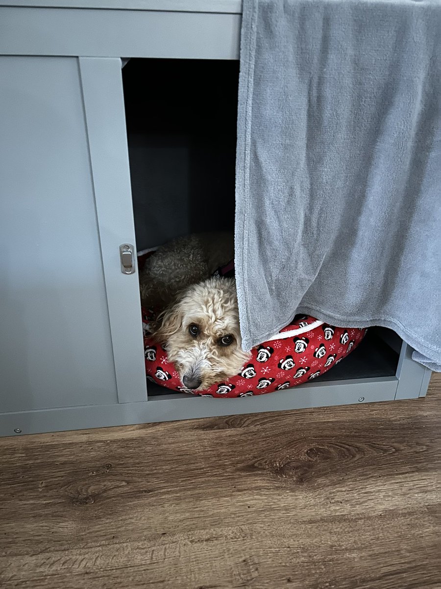 MollyK2019's tweet photo. Not happy after all those fireworks! 🧨 🫣 #fireworks 🐶 https://t.co/slqWXAqNG8