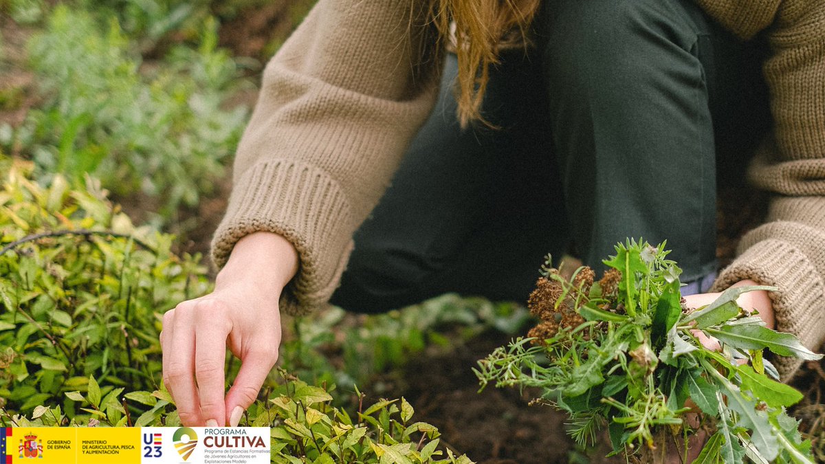 gobmapa's tweet image. 🟢¡Abierta la convocatoria para inscribirse como participante en el #ProgramaCULTIVA!

Aprende con otros profesionales del sector.

📆Convocatoria abierta desde el 6 hasta el 24 de noviembre.

Consulta los requisitos en bit.ly/3Qc3oXF

+INFO: mapa.gob.es/es/prensa/ulti…