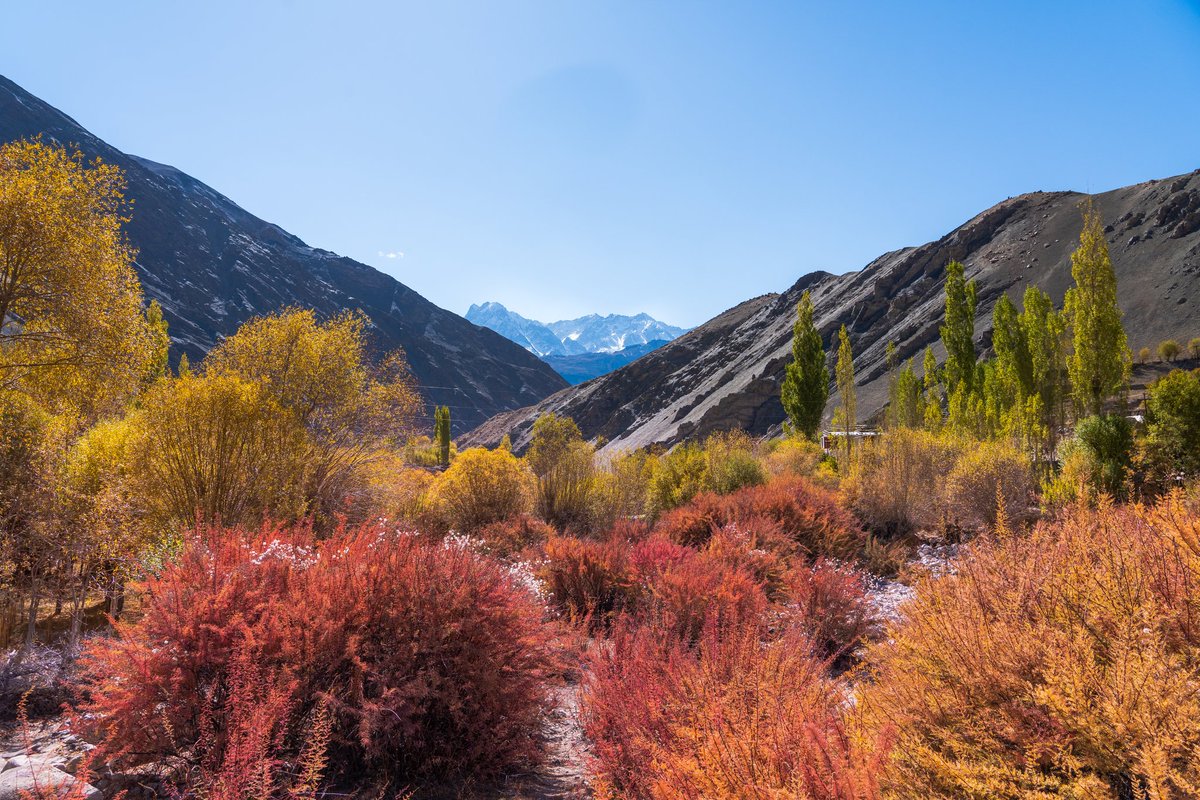 Fall Autumn Color Explosion at Hemis Shukpachan, Ladakh

#fallvibes #fallwinter #autumn #autumncolors #hemis #ladakh_lovers #ladakh_beauty #ladakhphotography #incredibleindia #indianphotography #indiaphotographers #landscapephotography #landscape_captures #coloursofindia #nature