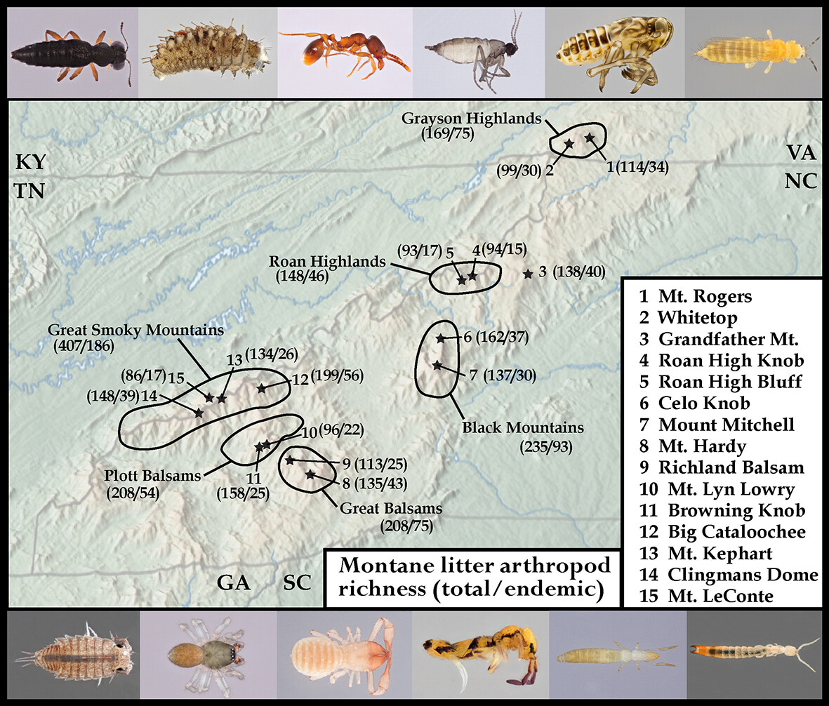 Insect Conservation and Diversity (@insectdiversity) on Twitter photo New work by the <a href="/CaterinoLab/">Caterino Arthropod Biodiversity Lab</a> used #metabarcoding to shed light on dark taxa in sky-island Appalachian leaf litter, assessing patterns of endemicity using large-scale, voucher-based barcoding - doi.org/10.1111/icad.1…
#OpenAccess #COI
Photos: M. Caterino/Clemson University New work by the <a href="/CaterinoLab/">Caterino Arthropod Biodiversity Lab</a> used #metabarcoding to shed light on dark taxa in sky-island Appalachian leaf litter, assessing patterns of endemicity using large-scale, voucher-based barcoding - doi.org/10.1111/icad.1…
#OpenAccess #COI
Photos: M. Caterino/Clemson University
