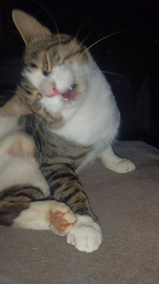 Le_gabz's tweet photo. @elbrdd Miaou miaou https://t.co/fcLFNPEvNp