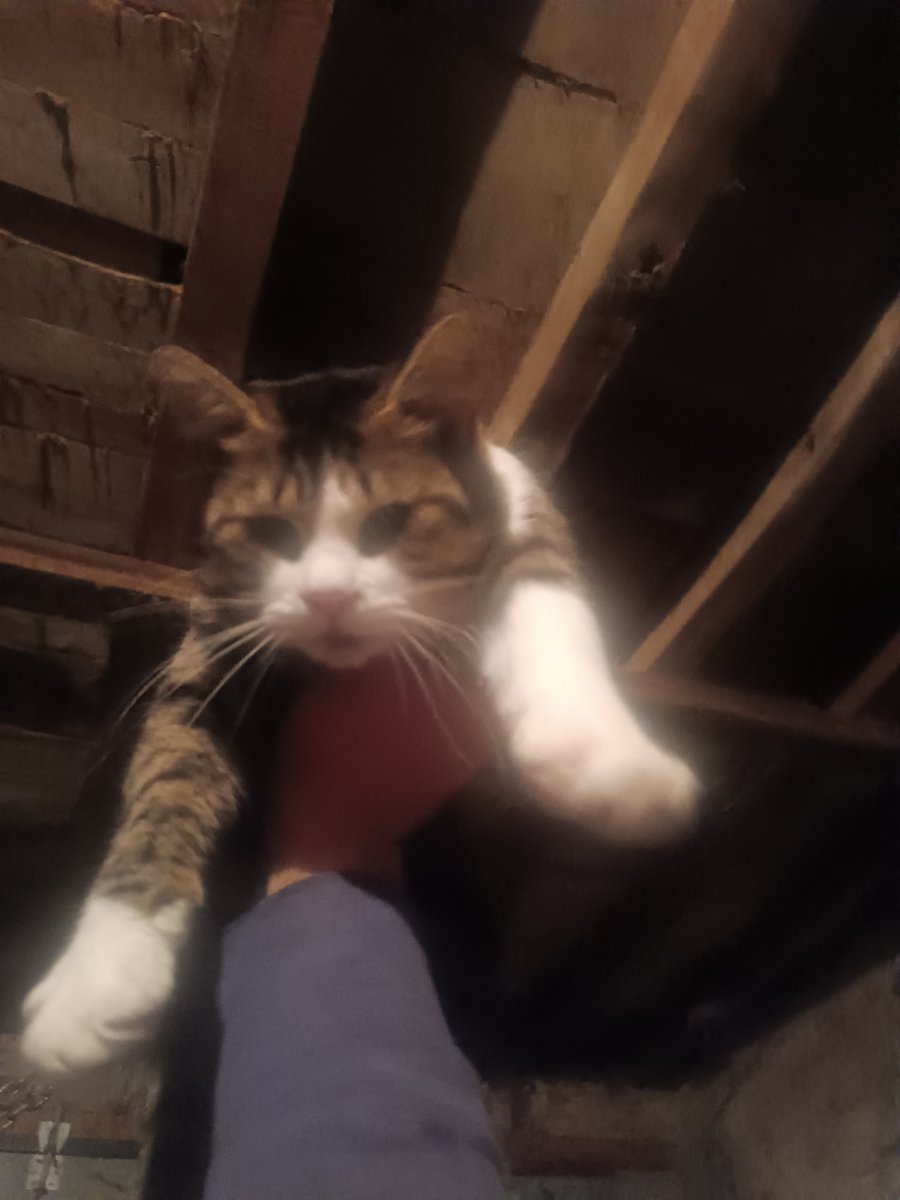 Le_gabz's tweet photo. @elbrdd Miaou miaou https://t.co/fcLFNPEvNp