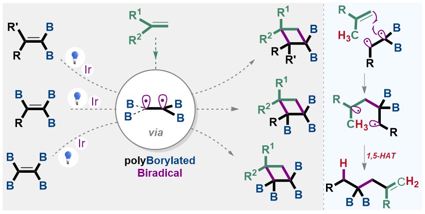 Our latest study is now available on @ChemRxiv. In this work, we reported the regioselective synthesis of poly-borylated cyclobutanes through [2+2]-cycloaddition reactions of polyborylated alkenes. Congratulations 🥳to Nicole and @NadimEghbarieh! 
chemrxiv.org/engage/chemrxi…