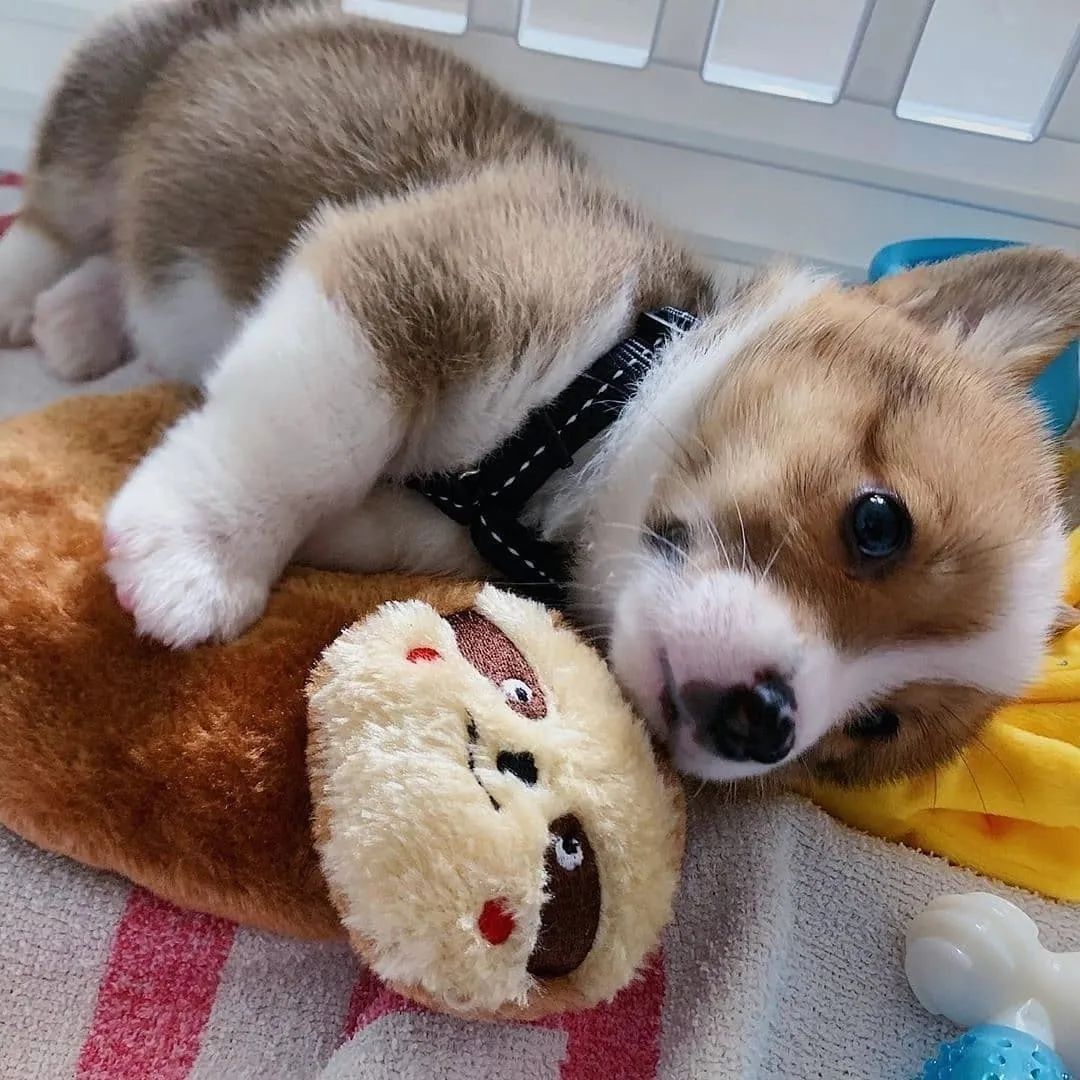 TabeurR's tweet photo. so cute 💖🐕 https://t.co/fcvXIYgp2M