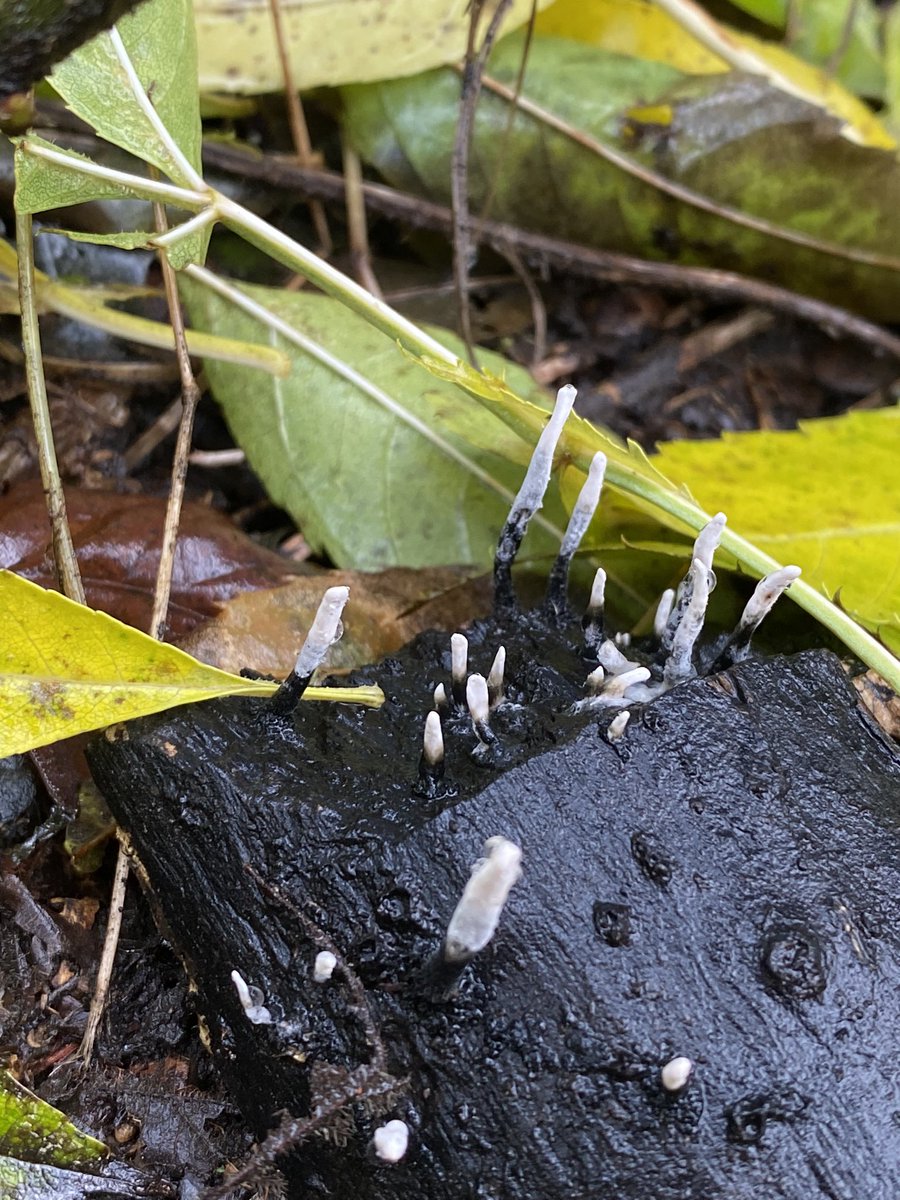 #woodhouseridge #leeds FUN GUYS