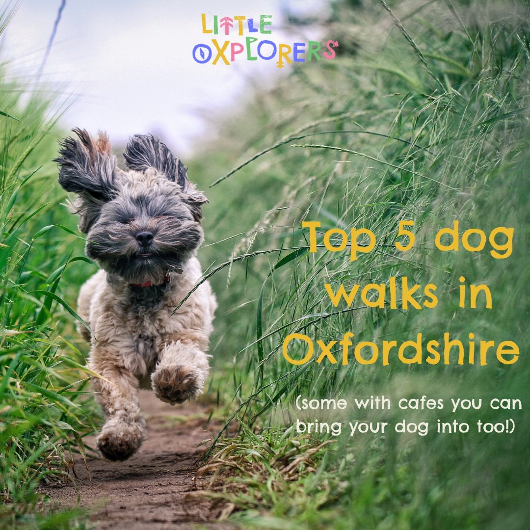 Who let the dogs out? 

Us! 

Check out our top 5 dogs walks in Oxfordshire: littleoxplorers.com/top-5-dog-walk…

Woof 🐾

#dogs #VisitOxford #Oxford #Oxfordshire #GetOutside