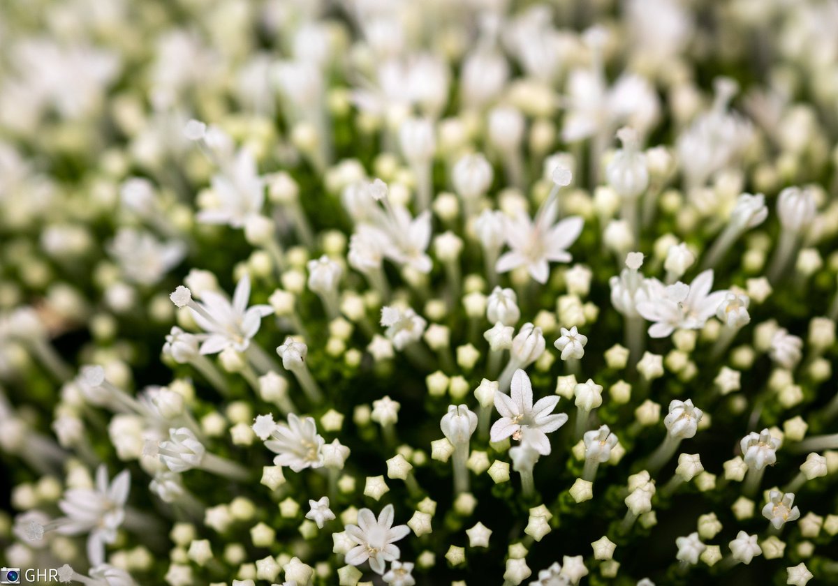 gina_huijbregts's tweet photo. #WeeklyPhotoChallenge #ColourPhotoChallenge #colour #white
Fijne dag, allemaal. https://t.co/4yVpfIRc9c