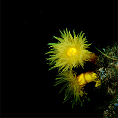Du 3 au 13 octobre, Lorenzo Bramanti, chercheur @CNRS au LECOB, a mené une mission à Capbreton en collaboration avec les plongeurs d'@UnderThePole . Le but de cette mission était de décrire la biodiversité des coraux de la zone mésophotique du canyon de Capbreton. #coraux