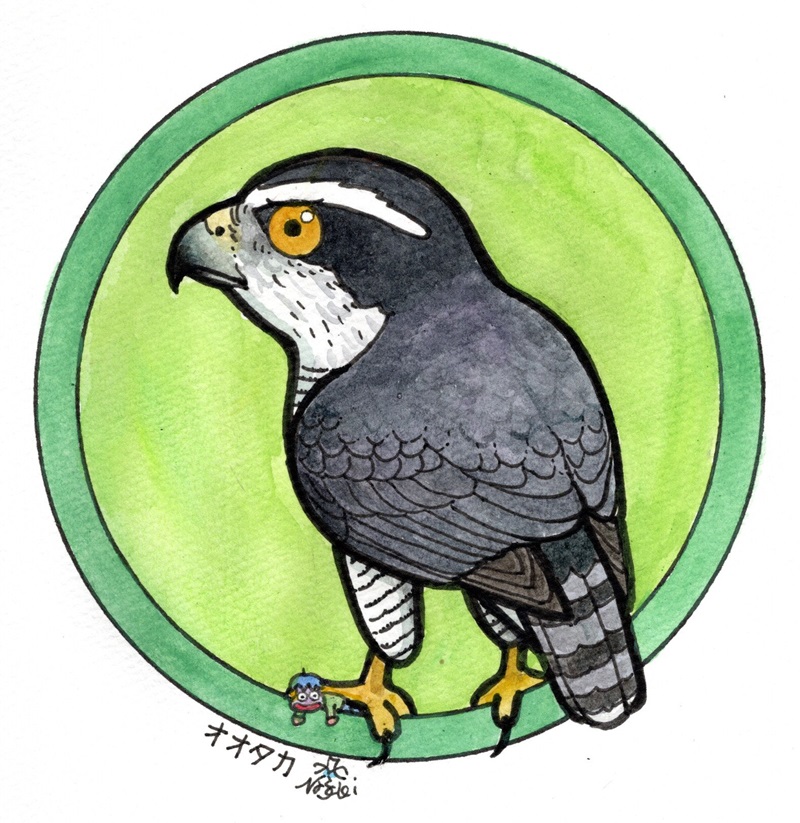 「リクエストのあったオオタカを「缶バッジの鳥たち」にしてみました。」|富士鷹なすびのイラスト