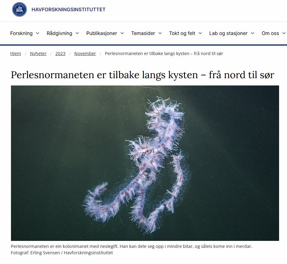 Husk å melde ifra til @Havforskningen dersom du ser perlesnormanet langs norskekysten. Denne kolonimaneten kan føre til skader og økt dødelighet hos fisk. #DugnadForHavet hi.no/hi/nyheter/202…