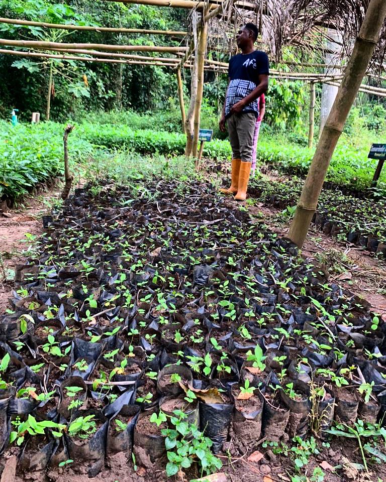 Growing Tomorrow's Forests Today! 🌳 Exploring the ABCs of Nursery Farming: A vital step in nurturing our environment for a sustainable future. 

Learn how we raise the next generation of trees from tiny seeds to thriving saplings! 🌿🌞 

#EmeraldForestReserve
#NurseryFarming101