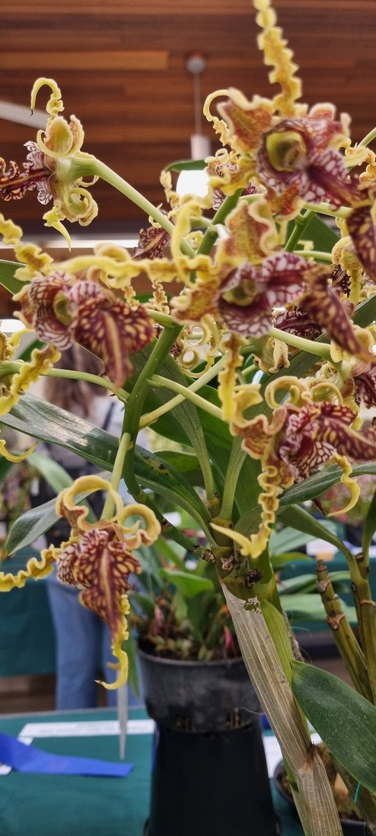 What to do on a rainy Sunday in #Brisbane? Come to Mt Cootha for some orchid eye candy, education, tea &amp; scones and lunch.  <a href="/abcbrisbane/">ABC Brisbane</a> #orchids