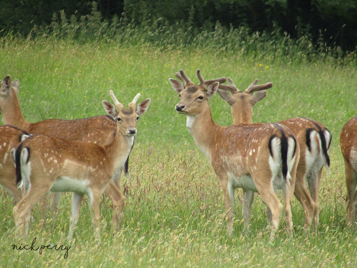 Fallow deer @Margampark🏴󠁧󠁢󠁷󠁬󠁳󠁿
#MammalMonday