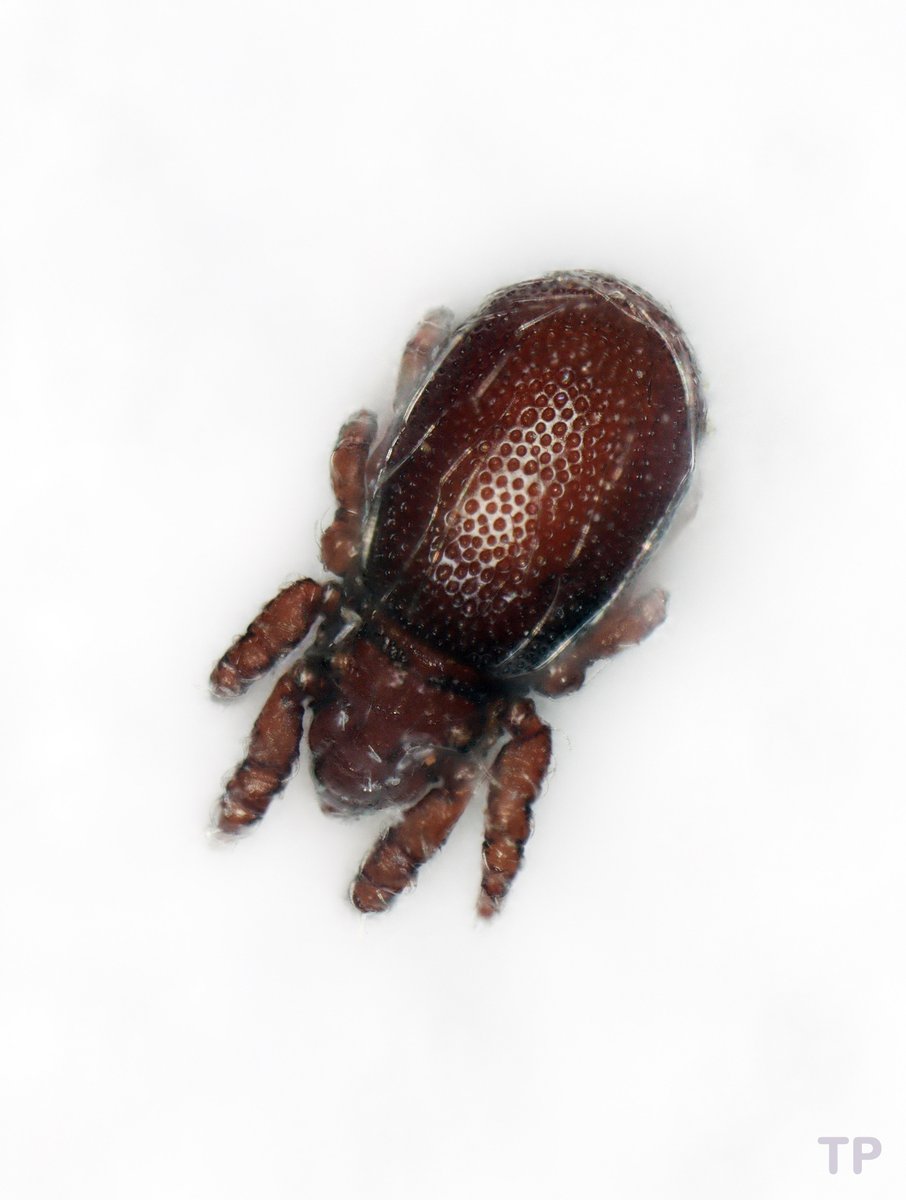 It's #MiteMonday again. Today we feature a photo of Nanhermannia cf. coronata. It is a slow moving palaearctic mite, which often occurs in wet habitats, like wet meadows, forests and bogs. #Oribatida