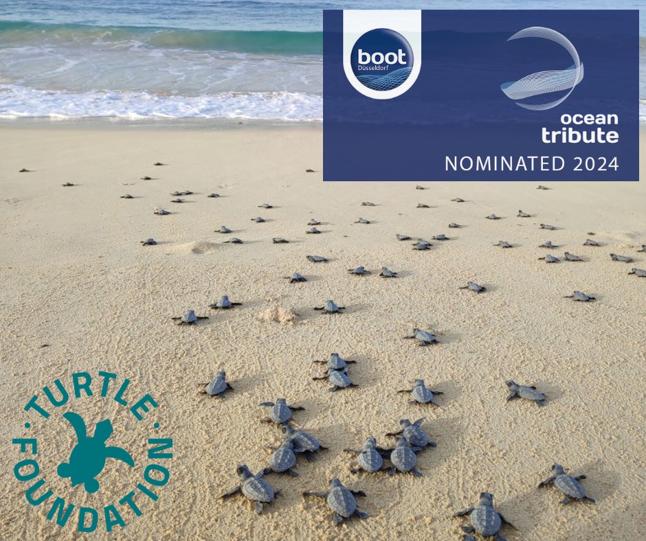 TurtleFound's tweet image. Wow, we ended up on the nomination list with our beach clean-up activities! 🎉 #oceantributeaward 

Now it&apos;s time to vote so that we can look forward to some amazing prize money in January. Do we have your tick?  oceantributeaward.boot.de/de/Public_Voti…