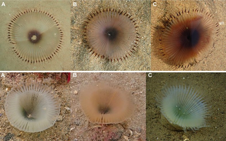 Cardiff Curator (@cardiffcurator) on Twitter photo A new species of eyelash worm for the UK, Myxicola polychroma (bottom photos)! This collaboration between ourselves, <a href="/_Seasearch/">SeasearchMCS</a> & British divers also resulted in the re-description of Myxicola infundibulum (top photos) doi.org/10.5852/ejt.20…
#WormWednesday #Annelida #Sabellidae A new species of eyelash worm for the UK, Myxicola polychroma (bottom photos)! This collaboration between ourselves, <a href="/_Seasearch/">SeasearchMCS</a> & British divers also resulted in the re-description of Myxicola infundibulum (top photos) doi.org/10.5852/ejt.20…
#WormWednesday #Annelida #Sabellidae