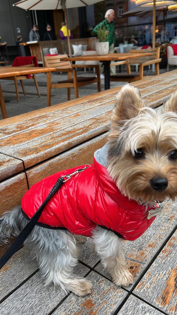 evellasques's tweet photo. Meu nome é Sammy, mais conhecido como o colecionador de protocolos. Estou tentando fazer com que a @LATAMAirlines honre um transporte de pet na cabine desde sábado. Já estou no meu quarto protocolo. #traveling #latamairlines #yorkshireterrier https://t.co/gIePJjpx9m