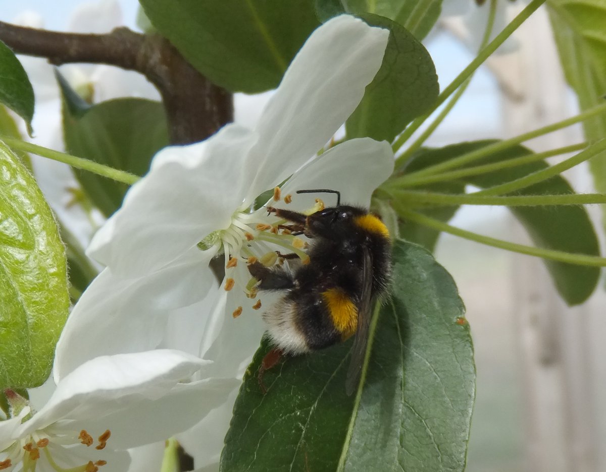 Pesticides, bees, and things we can do to help….a thread on some new research! #sublethaleffects #bumblebees #solitarybees #mitigationmeasures #pollination #insecticides stanleyecologylab.org/publications 1/15