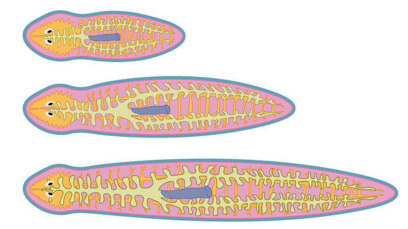 Are animals of different sizes made of the same cell types?

(or are there size-specific cell types?)

This is the question that we address in our recent bioRxiv, using planarians.

Here’s an X-plainer (formerly known as tweetorial) of our results.

biorxiv.org/content/10.110…