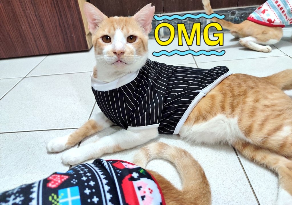 ToffeeMendi's tweet photo. Ready for work!!.Monday grind!! #BossCat #cats  #CatsOfTwitter https://t.co/9PKnkjyUU3