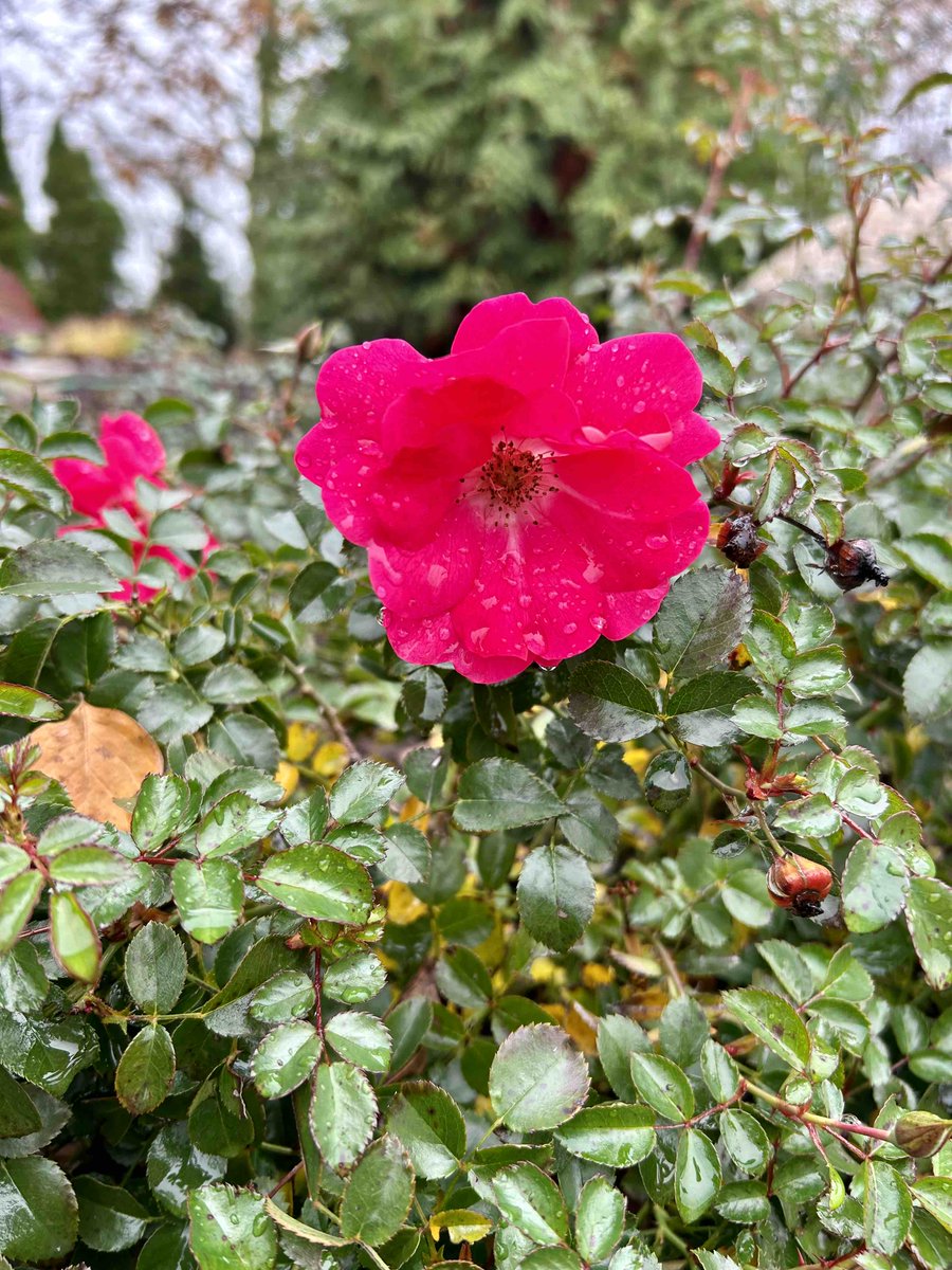 DAAlexanderCo's tweet image. Does anyone else have any rogue roses still blooming?
🌹🌹🌹

#daalexander #monday #roses #garden #gardener #landscaper #landscapedesign #landscapeinstallation #flowers #blooming #november #fallflowers #blooms #pinkflowers #livonia #northville #novi #loveyourlandscape