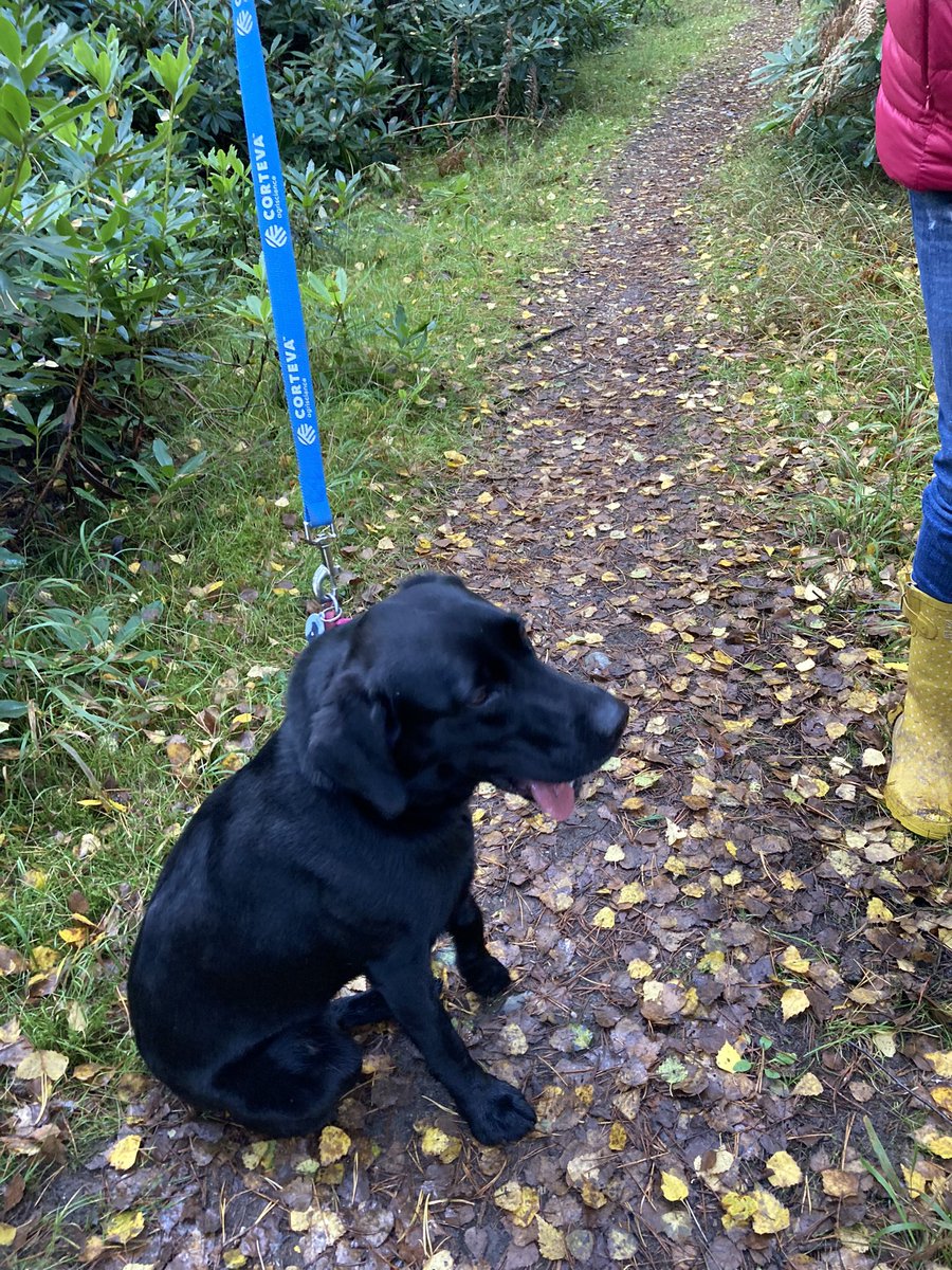 MartinKoenigsb1's tweet photo. Sunday walking doesn’t come much better 🐶 @CortevaUK https://t.co/PFSAaXDO6D