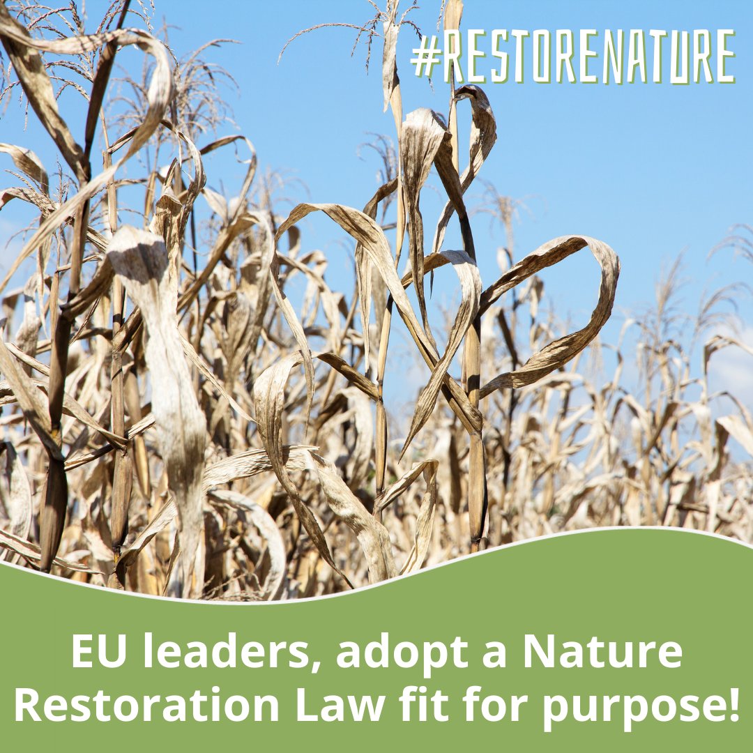 The Nature Restoration Law is within our reach.  🫴 

European leaders have a historic opportunity to adopt the first EU law to tackle the climate and biodiversity crises at the same time. Let's remind them the importance of restoring nature. 🌱

#RestoreNature  #EUBiodiversity