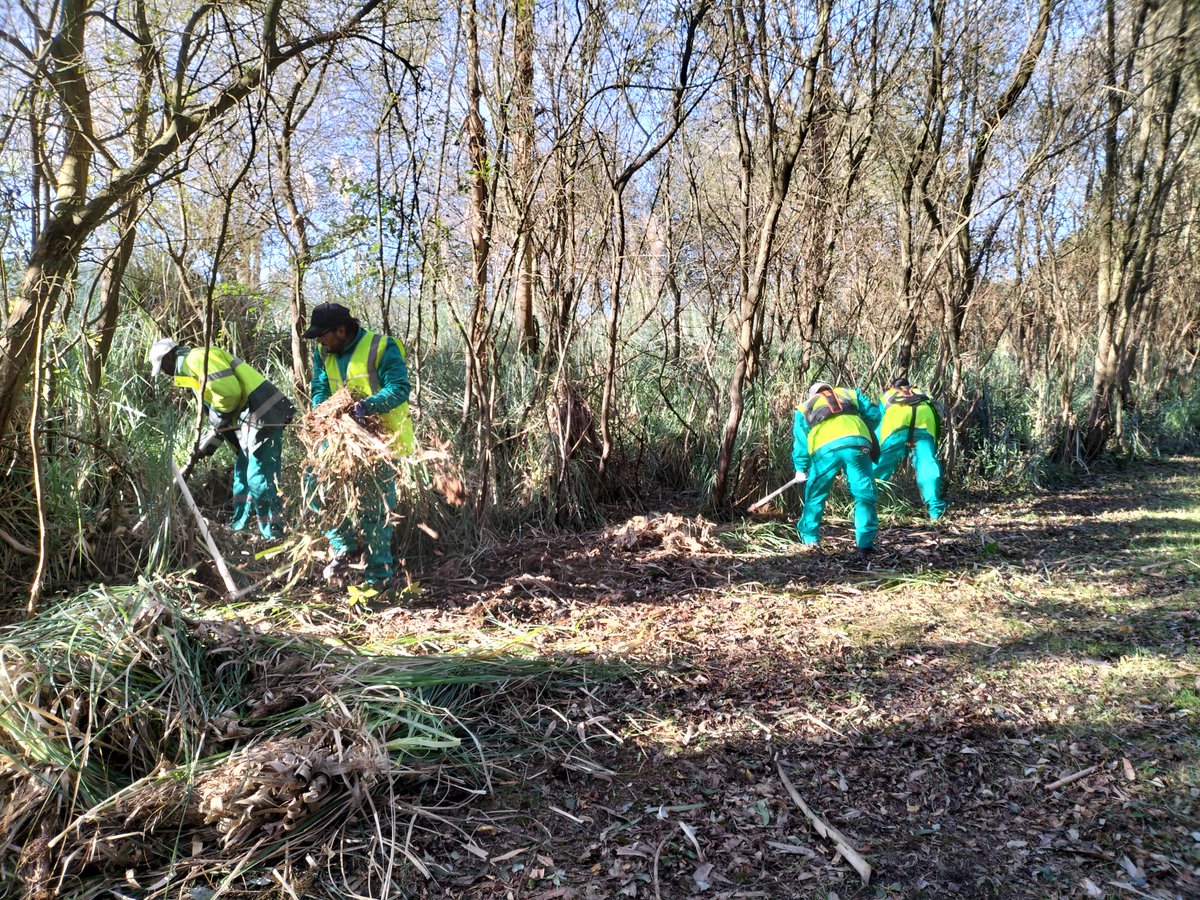 stopcortaderia's tweet photo. Damos la bienvenida también al equipo de personas con #discapidad de AMPROS @amproscantabria que arranca este lunes su trabajo en el LIFE #CoopCortaderia
Están eliminando #plumeros en el Parque Natural de Liencres, también incluido en la Red #Natura2000 https://t.co/vBx7tze6pc