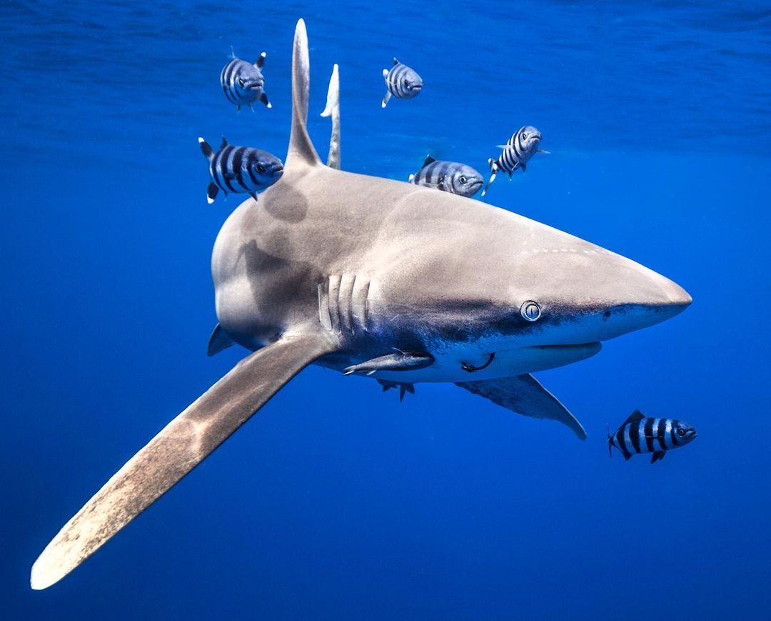 SharksEveryDayy's tweet photo. White sparkles below the waves 🌊✨ https://t.co/E6HB7mKGwQ
