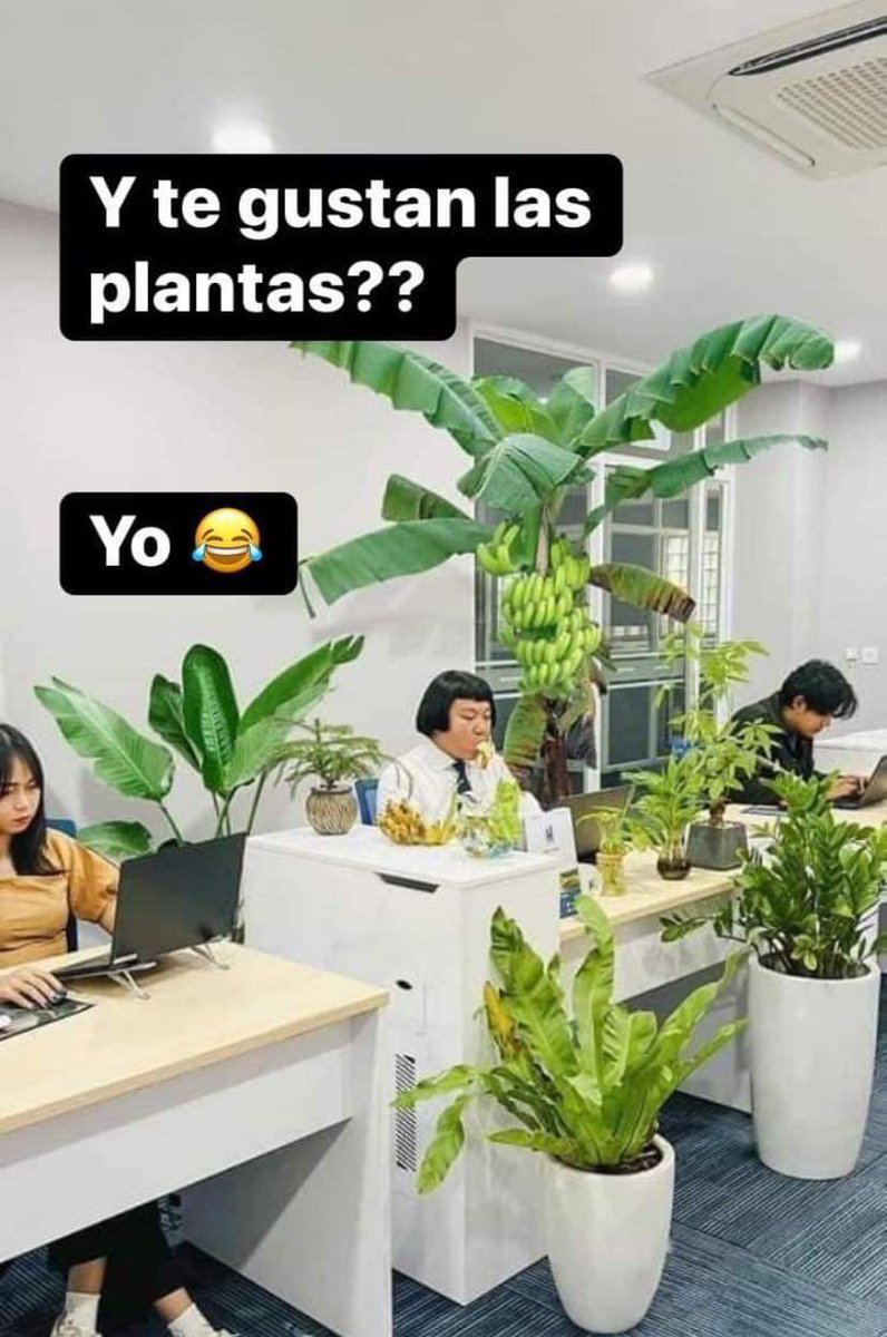 impre_sen_table's tweet photo. Anoche volvíamos de cenar con mi novio, arrancamos a caminar porque estaba lindo y veo un tacho que tenia una maceta con una planta re chuli al costado, yo en mi momento más señora de las plantas, lo levante y me le traje a casa obvio, mi novio ya esta acostarás a verme cirujear https://t.co/42ISSynEOd