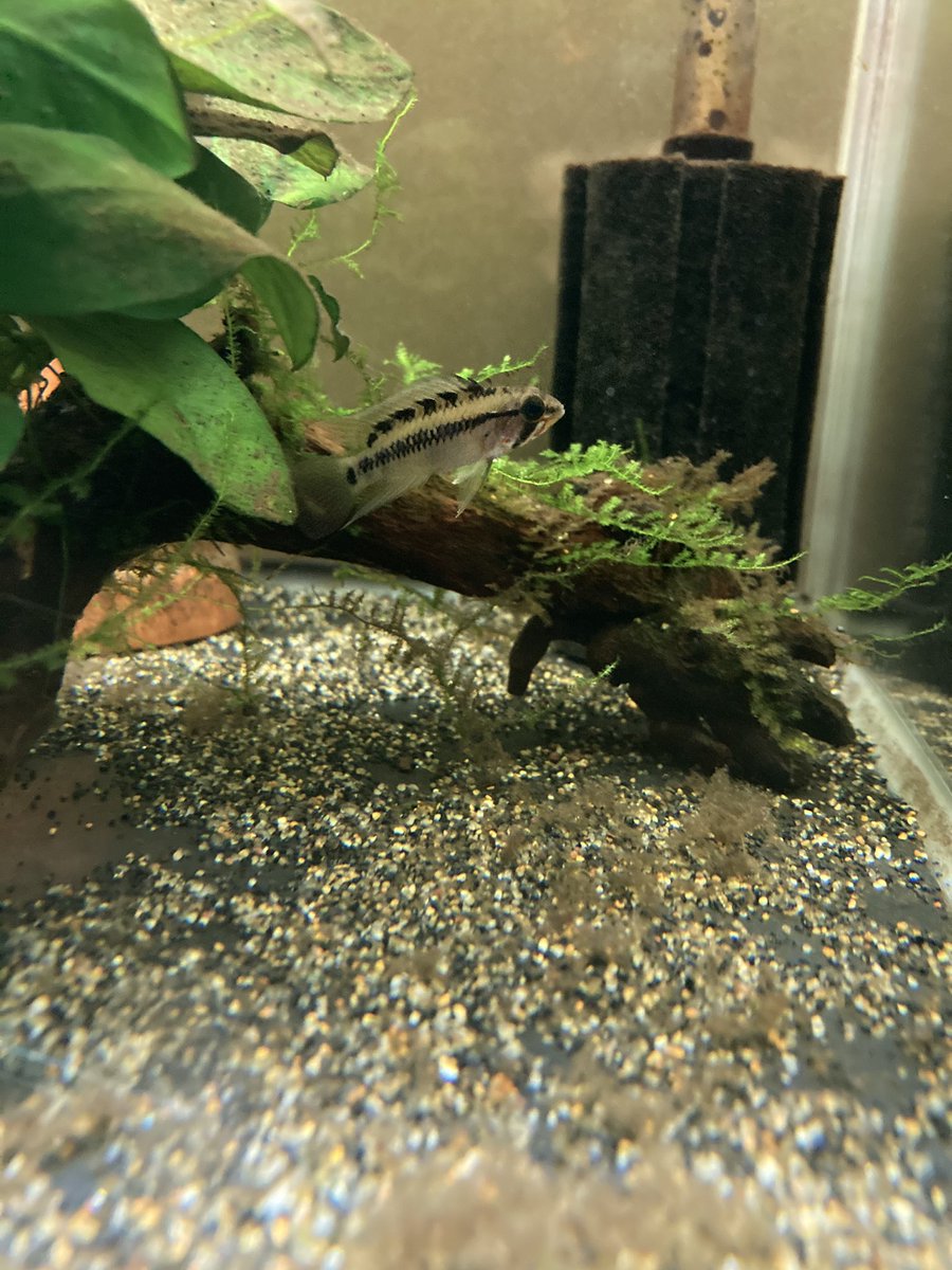 sp.D62
cfじゃないほう。
産む気配がぜんぜんない。

#アピスト #アピストグラマ #apistogramma
#アクアリウム #熱帯魚
