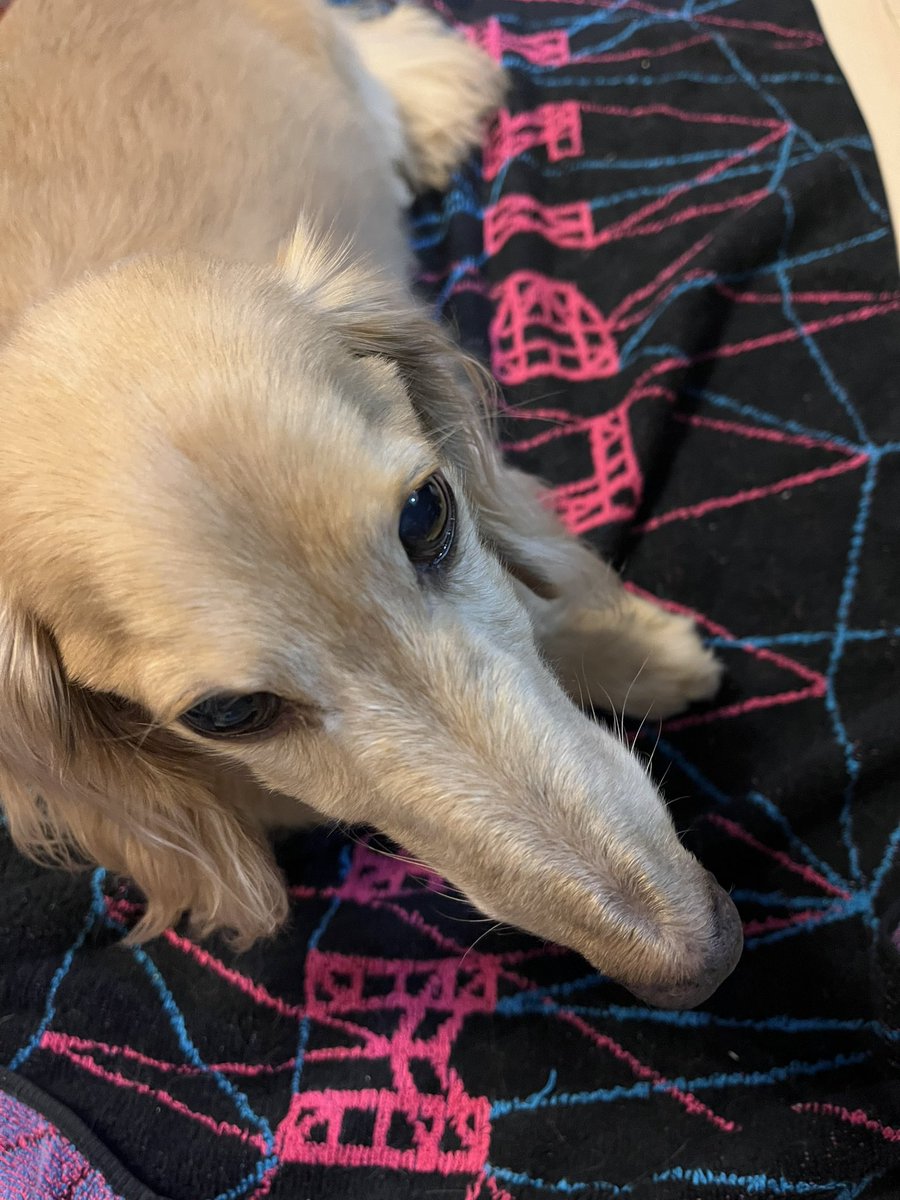 Minamiitahashi's tweet photo. うちの子もいつのまにかNEWSファンになってました🐶

最近はずっとWORLDISTAタオルの上でくつろいでます🤣

#NEWS #小山慶一郎 #増田貴久 #加藤シゲアキ https://t.co/OOXgKXSOxl