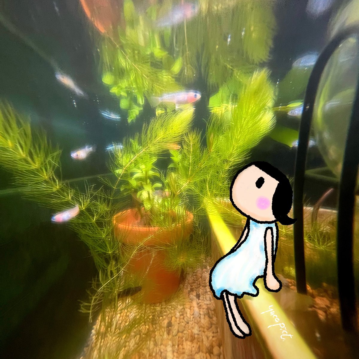 yucafe's tweet photo. 今年はユカピクトの
カレンダー発売します📅
もう少ししたらお知らせします📢
これは6月
うちのビオトープの
メダカたちです🫧🐟
#カレンダー
#ユカピクト
#ユカピクトショップ
#ゆかこ
#メダカ
#めだか
#killfish
#イラスト https://t.co/xULrOh4c6X