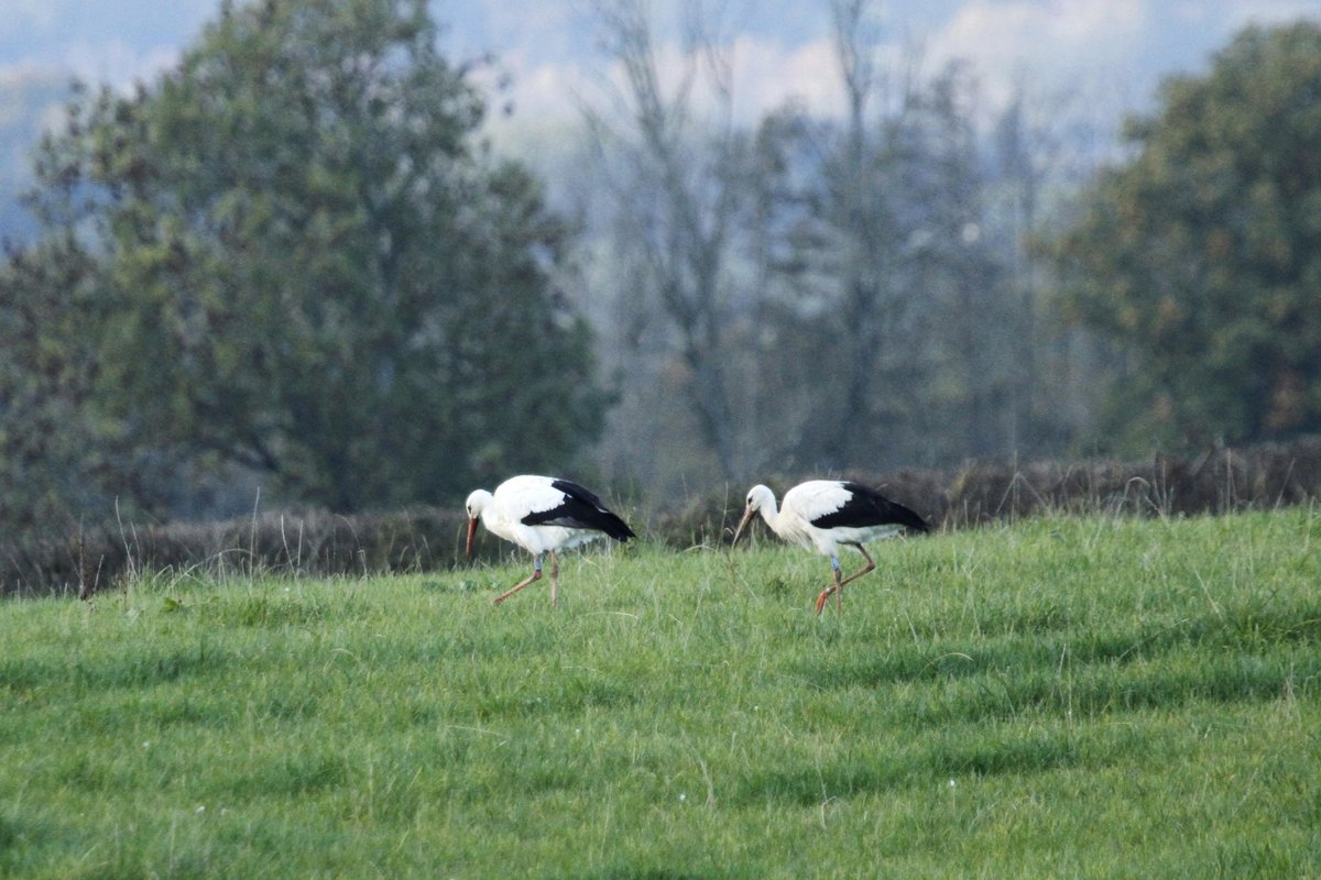 White Stork Project (@projectstork) on Twitter photo Many of our storks have now migrated but some still remain in Sussex, a small group has been seen foraging in fields around the River Rother recently.
Thanks to everyone for ongoing sightings and wonderful photographs! 📷Thanks to Alastair Lloyd Many of our storks have now migrated but some still remain in Sussex, a small group has been seen foraging in fields around the River Rother recently.
Thanks to everyone for ongoing sightings and wonderful photographs! 📷Thanks to Alastair Lloyd