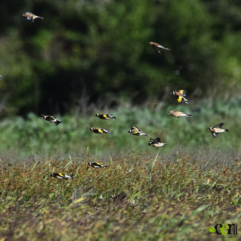 Birding Catalunya tweet media