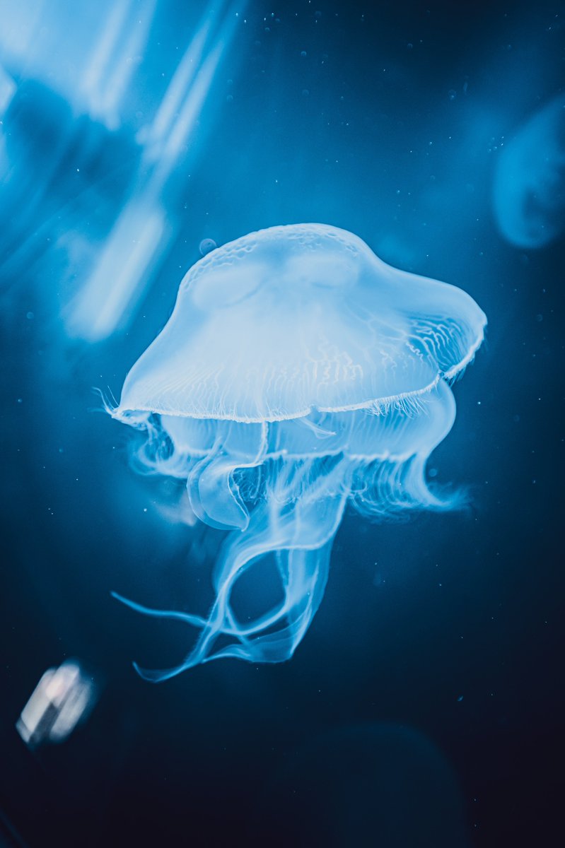 jellyfishisms's tweet photo. an aurelia aurita sitting atop another 🤍 https://t.co/3rV4LOY2ST
