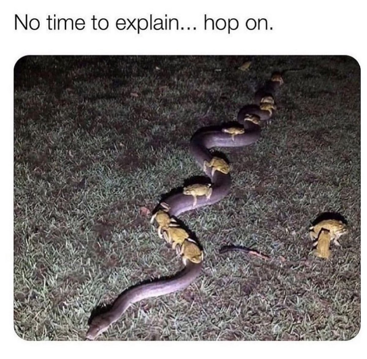 JamesterYeahz's tweet photo. #frig #memes #froggy #frog #frogup #adventure #MondayMotivation
@chachango @Planet__Claire @mileszim @DevSlashNull_ @hodie_heathen @gunsnrosesgirl3 @shovel_gurl @citizenyid @01_alephi @eat_your_lasers https://t.co/oQompZlUQb