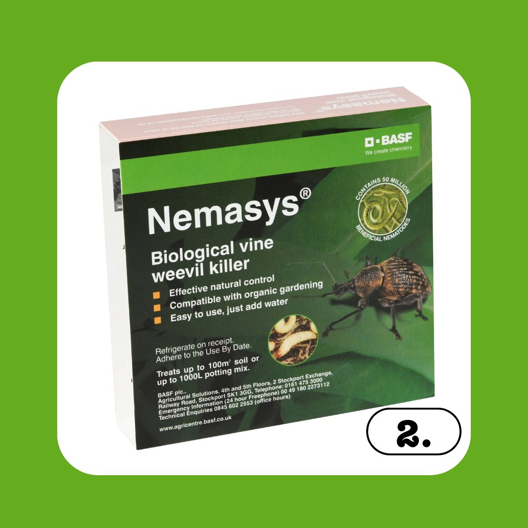 Nemasys Vine Weevil Killer The Natural, Organic Vine Weevil Control
