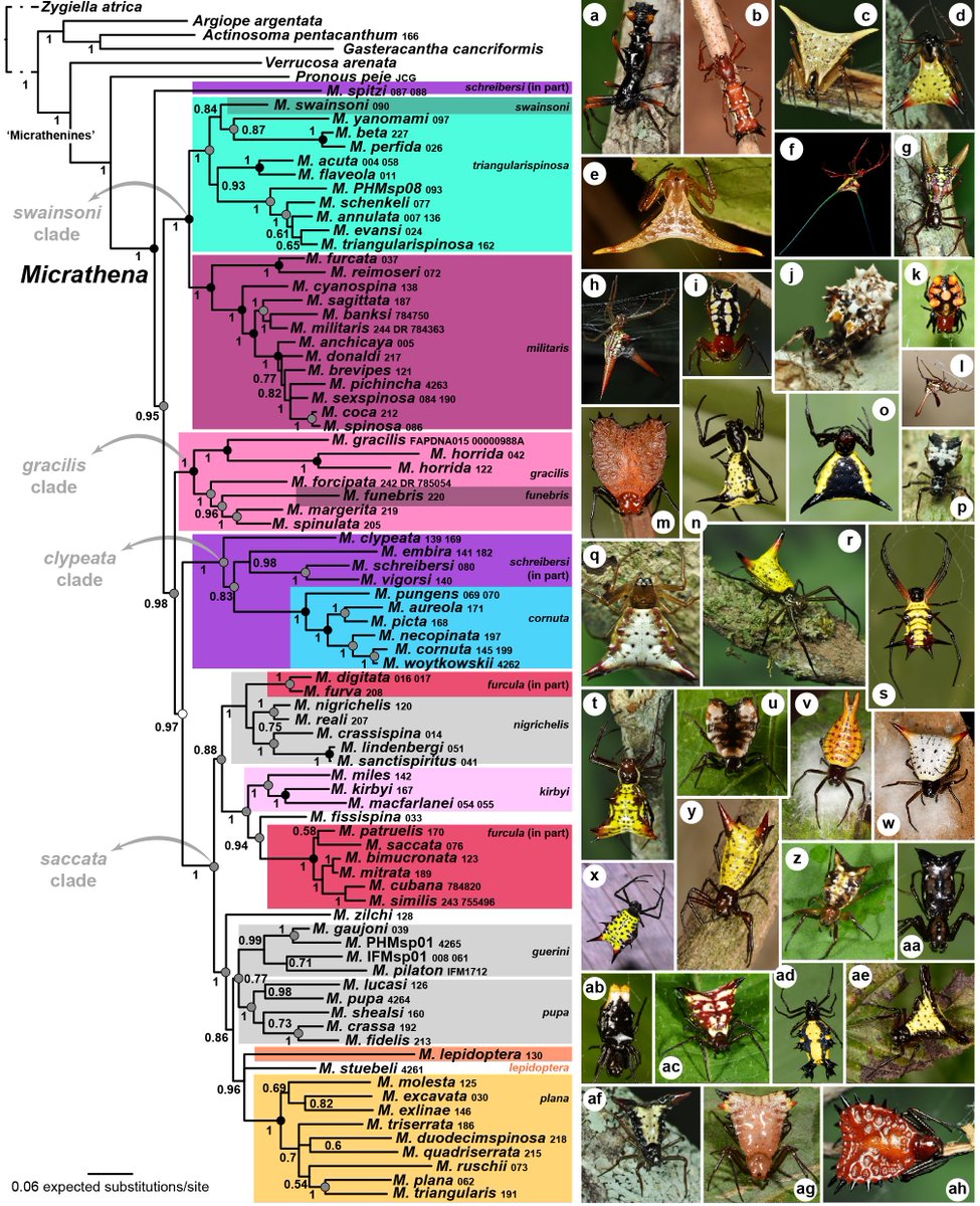 We just deposited a preprint of one of my dearest and longest projects, the phylogeny and biogeography of Micrathena spiny orb-weavers. I am truly happy!

Thanks to all my co-authors and photographers listed in the file

Link to the preprint:
biorxiv.org/content/10.110…